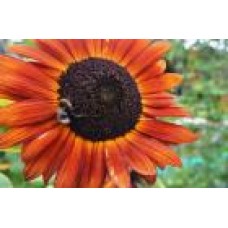 Organic Sunflower Velvet Queen